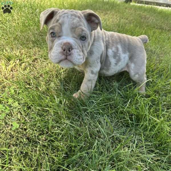 Theo, English Bulldog Puppy