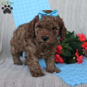 Braden, Mini Goldendoodle Puppy