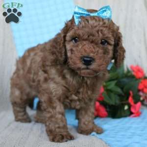 Braden, Mini Goldendoodle Puppy