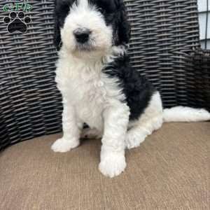 MOLLY, Bernedoodle Puppy