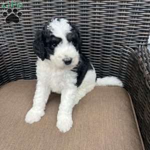 MOLLY, Bernedoodle Puppy