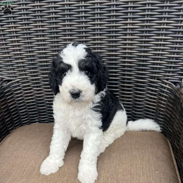 MOLLY, Bernedoodle Puppy