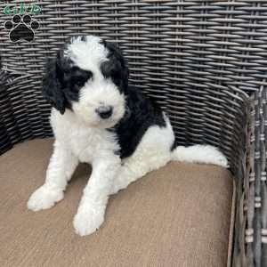 MOLLY, Bernedoodle Puppy