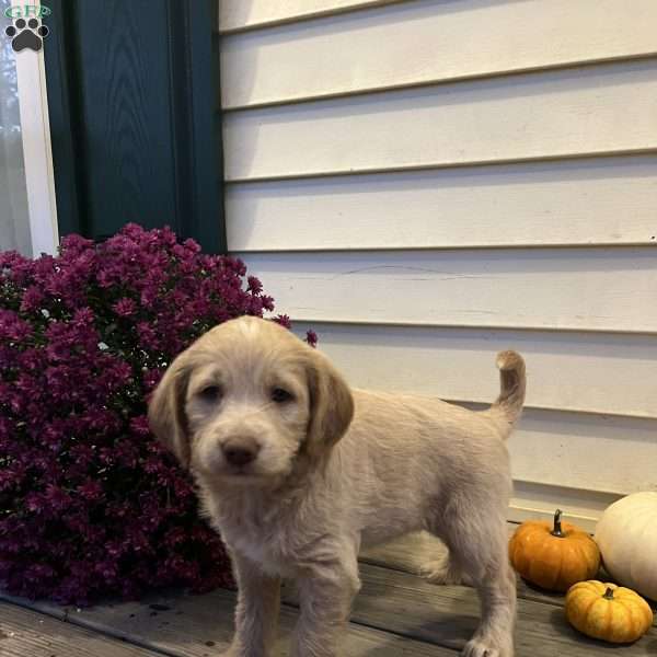 Winnie, Mini Goldendoodle Puppy