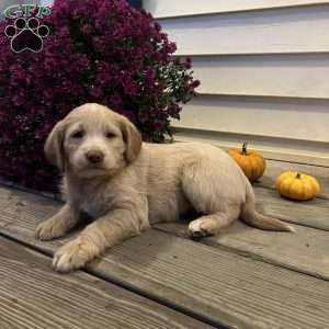 Winnie, Mini Goldendoodle Puppy