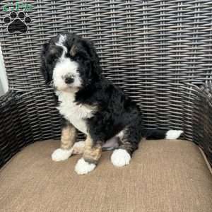 ZEKE, Bernedoodle Puppy