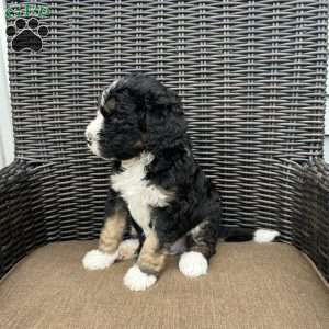 ZEKE, Bernedoodle Puppy