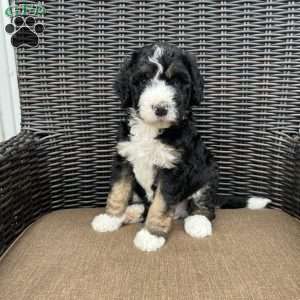 ZEKE, Bernedoodle Puppy