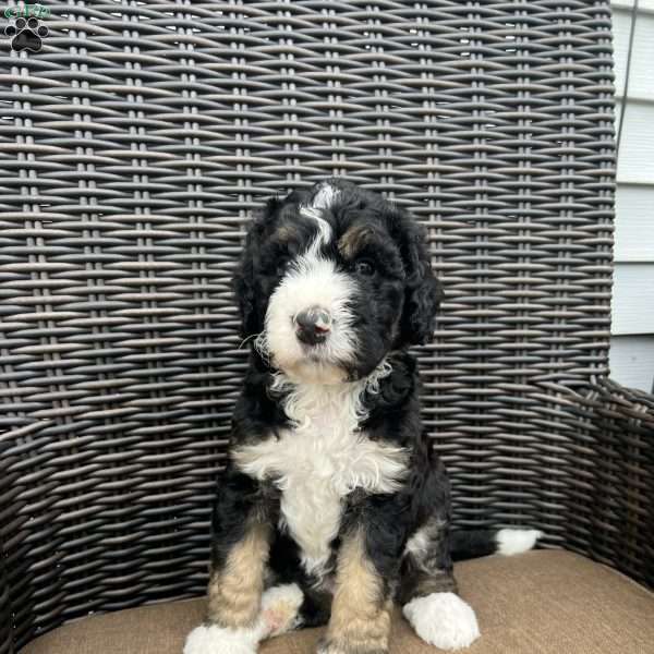 ZEKE, Bernedoodle Puppy