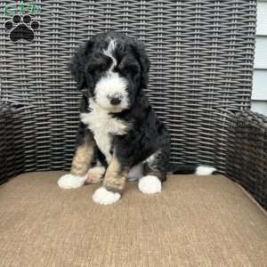 ZEKE, Bernedoodle Puppy