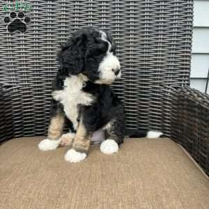 ZEKE, Bernedoodle Puppy