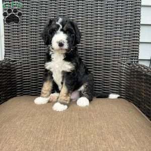 ZEKE, Bernedoodle Puppy