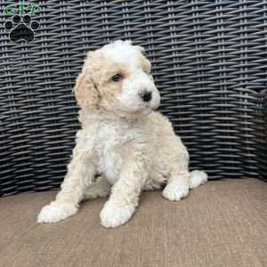 BRUNO, Bernedoodle Puppy