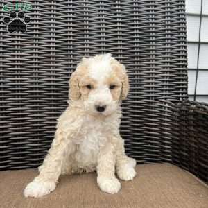 BRUNO, Bernedoodle Puppy