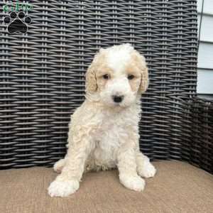 BRUNO, Bernedoodle Puppy