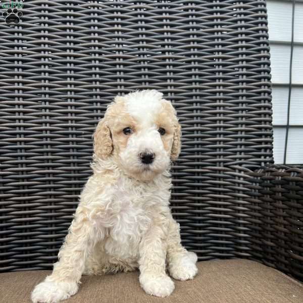 BRUNO, Bernedoodle Puppy