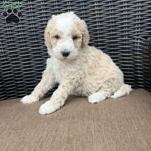 BRUNO, Bernedoodle Puppy