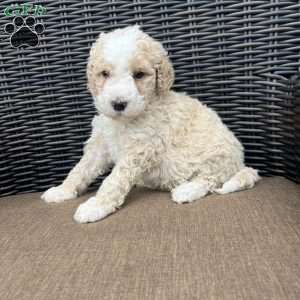 BRUNO, Bernedoodle Puppy