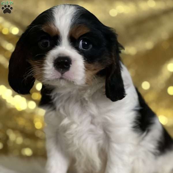 Sammy, Cavalier King Charles Spaniel Puppy