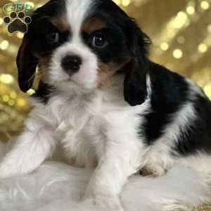 Sammy, Cavalier King Charles Spaniel Puppy