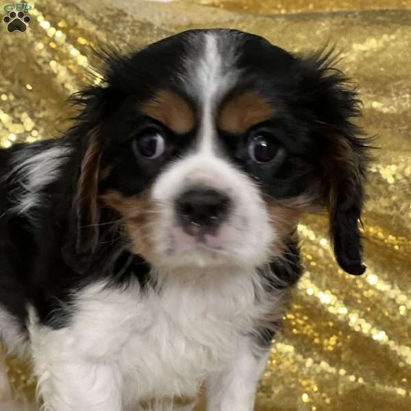 Stitch, Cavalier King Charles Spaniel Puppy