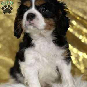 Stitch, Cavalier King Charles Spaniel Puppy