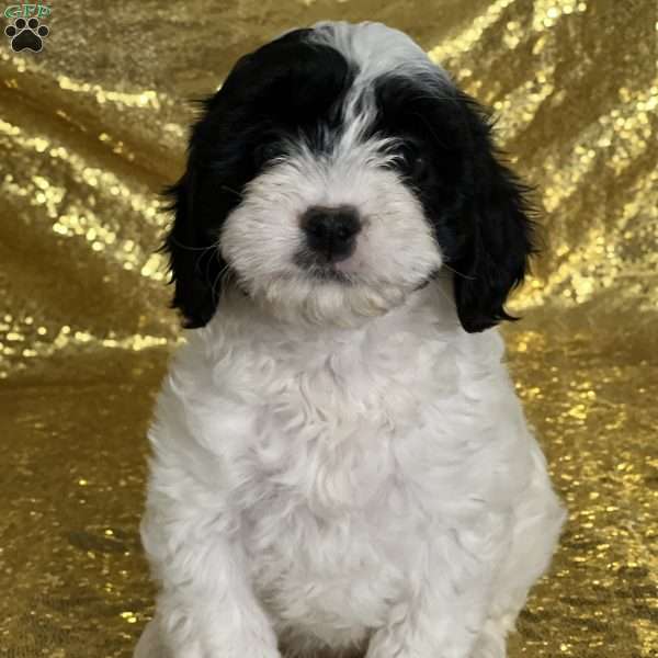 Sugar, Cavapoo Puppy