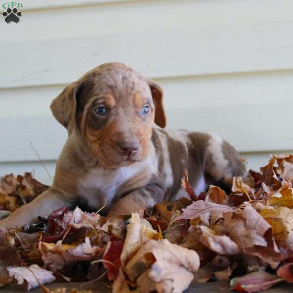 Robert, Catahoula Leopard Dog Puppy