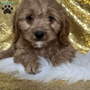 Sean, Cavapoo Puppy