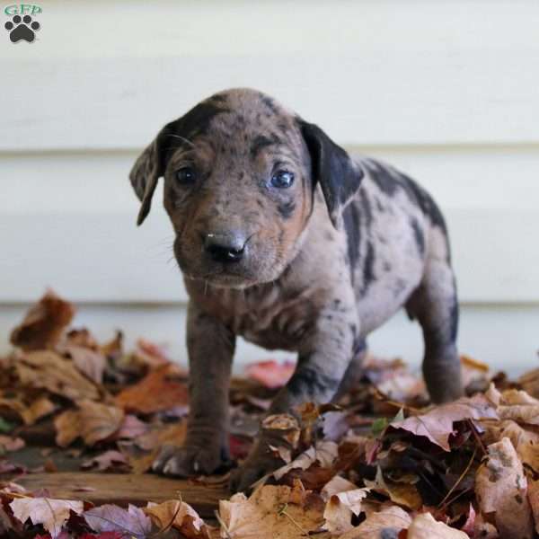 Roger, Catahoula Leopard Dog Puppy