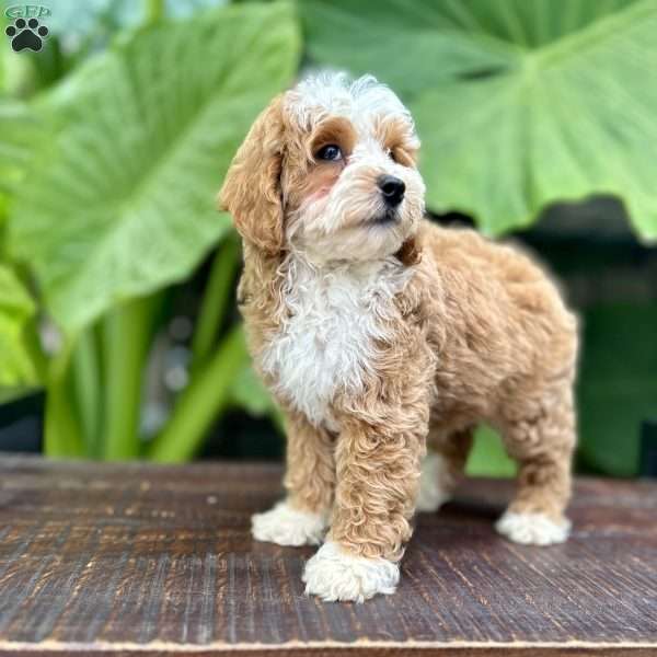 Jimmy, Miniature Poodle Puppy