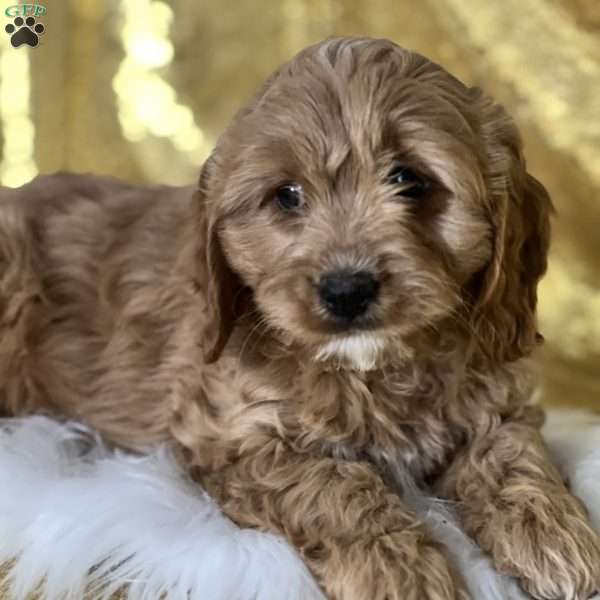 Sean, Cavapoo Puppy