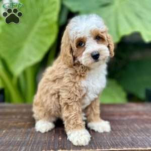 Jimmy, Miniature Poodle Puppy