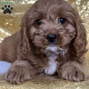 Seth, Cavapoo Puppy