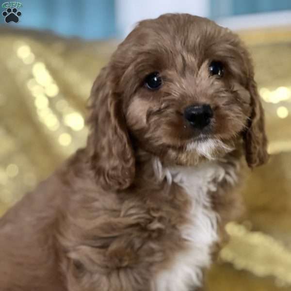 Seth, Cavapoo Puppy