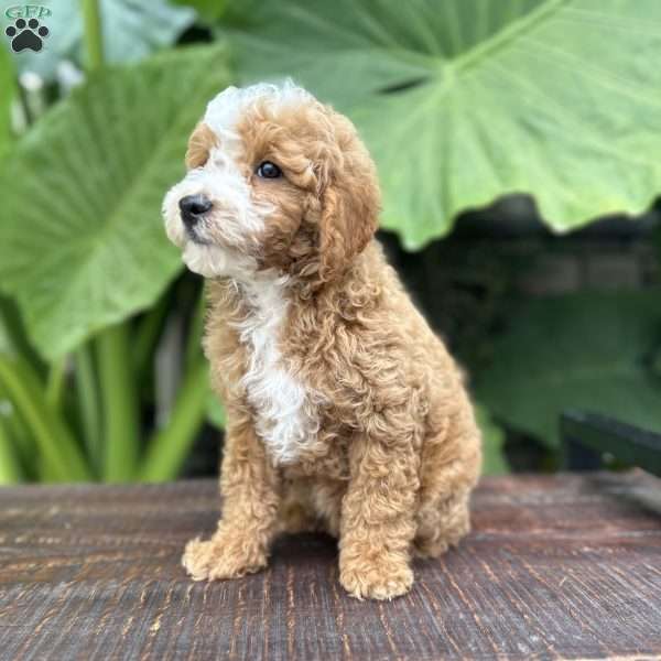 Eddie, Miniature Poodle Puppy