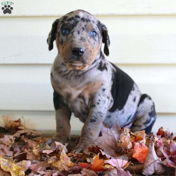 Ryan, Catahoula Leopard Dog Puppy