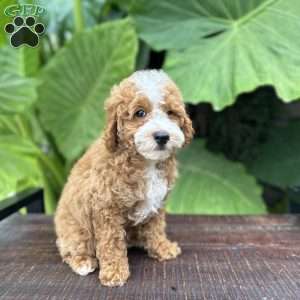 Eddie, Miniature Poodle Puppy