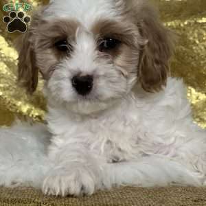 Shad, Cavapoo Puppy