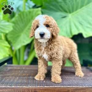 Ernie, Miniature Poodle Puppy