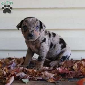 Rustler, Catahoula Leopard Dog Puppy