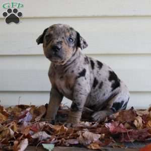 Rustler, Catahoula Leopard Dog Puppy