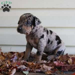 Rustler, Catahoula Leopard Dog Puppy