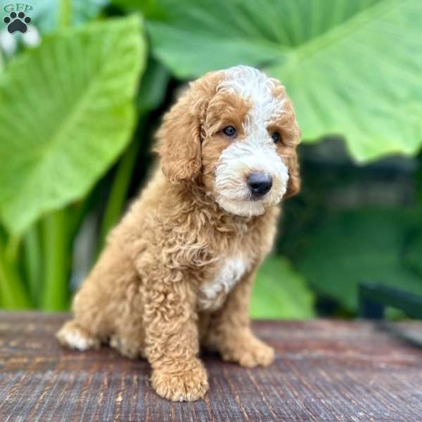 Ernie, Miniature Poodle Puppy