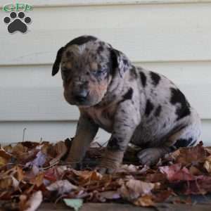 Rustler, Catahoula Leopard Dog Puppy