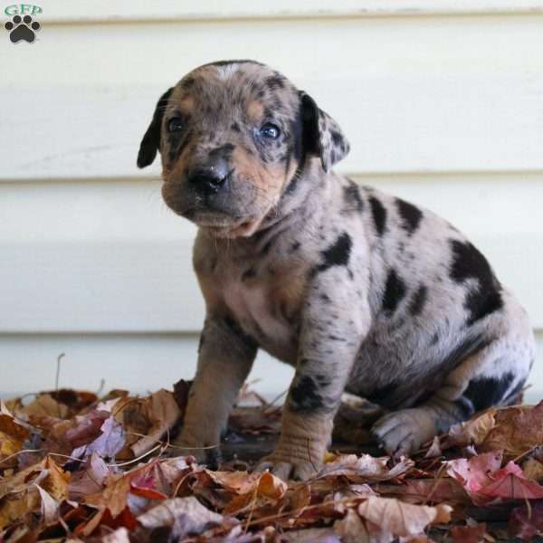 Rustler, Catahoula Leopard Dog Puppy