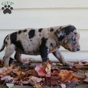 Rustler, Catahoula Leopard Dog Puppy