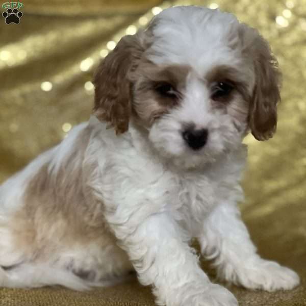 Shad, Cavapoo Puppy