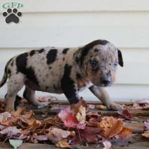 Rustler, Catahoula Leopard Dog Puppy