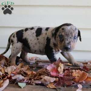 Rustler, Catahoula Leopard Dog Puppy